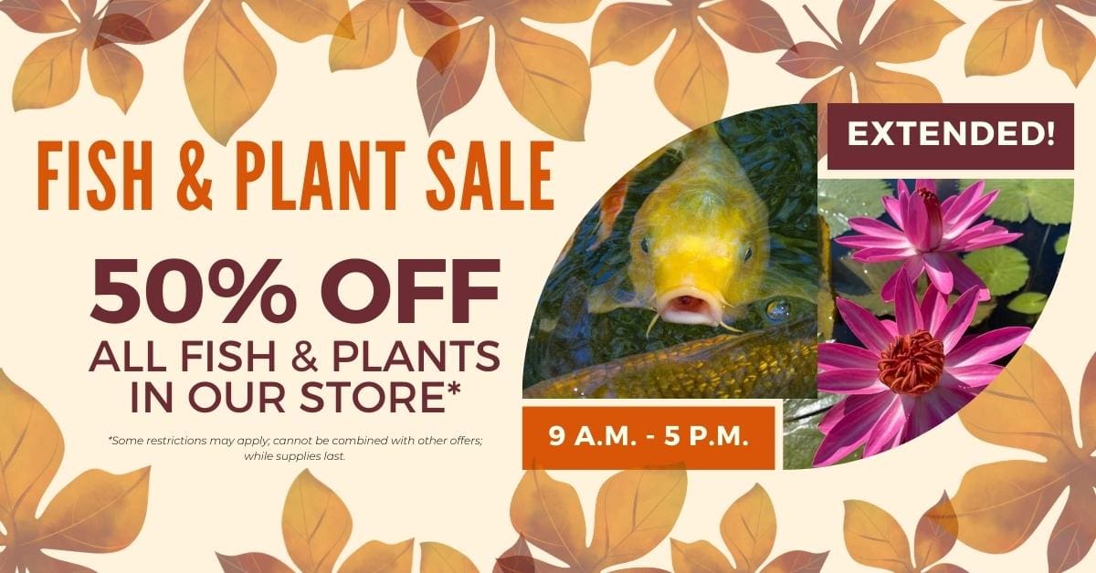 fish plan sale social web