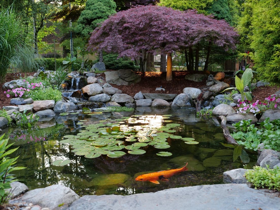 Complete Guide to Building a Backyard Pond in New York