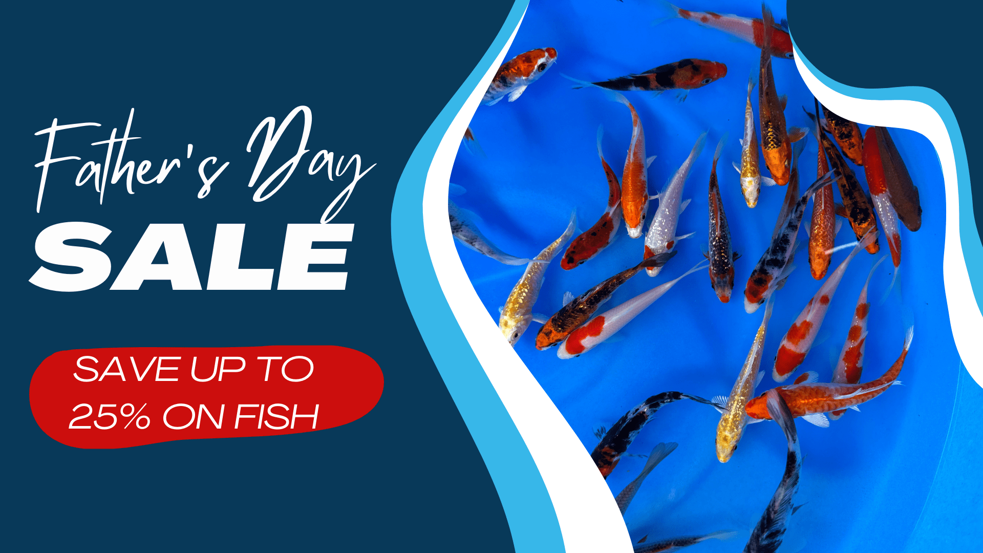 Graphic with a blue background and a photo of baby koi fish with the text Father's Day Sale Dave up to 25% on fish