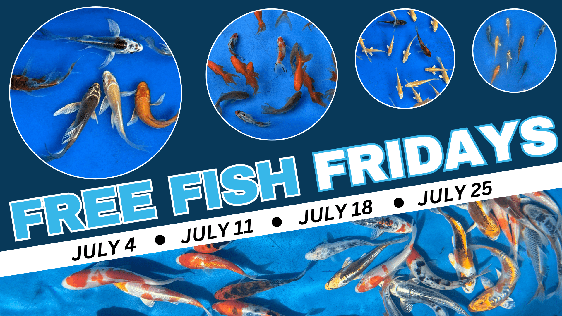 Graphic with a blue background, photos of koi fish and goldfish and the text Free Fish Fridays July 4, July 11, July 18, July 25