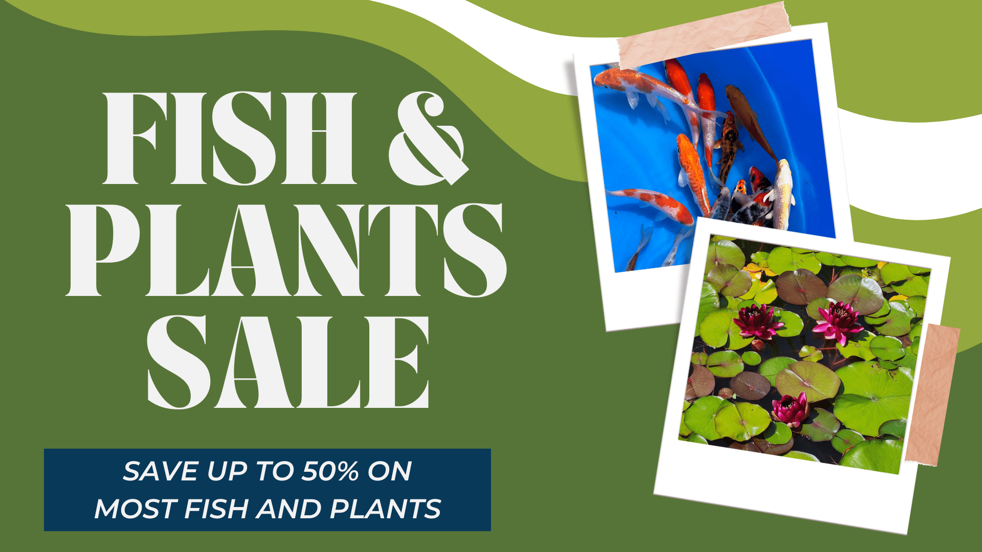 Graphic with a green background and photos of koi fish and water lilies with the text Fish & Plant Sale save up to 50% on most fish and plants
