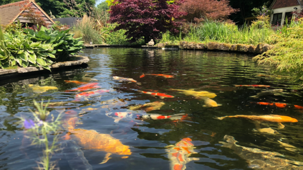 koi pond