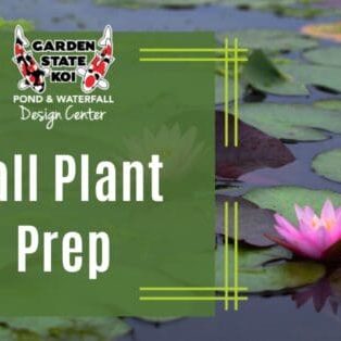 Fall Plant Prep