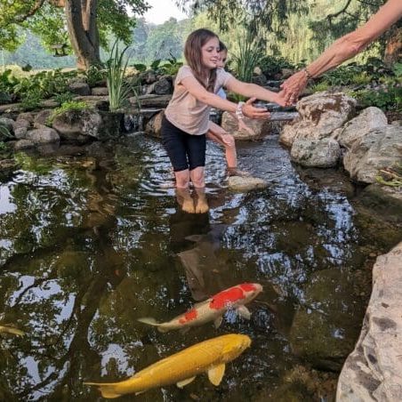 Swimming in Koi Pond