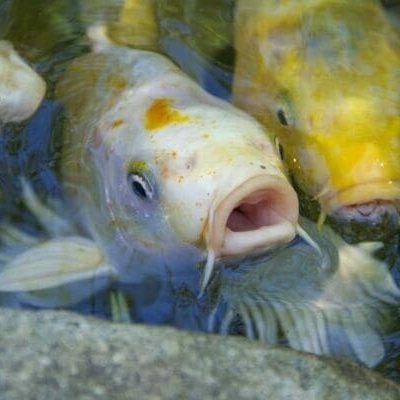 fish 26 orig