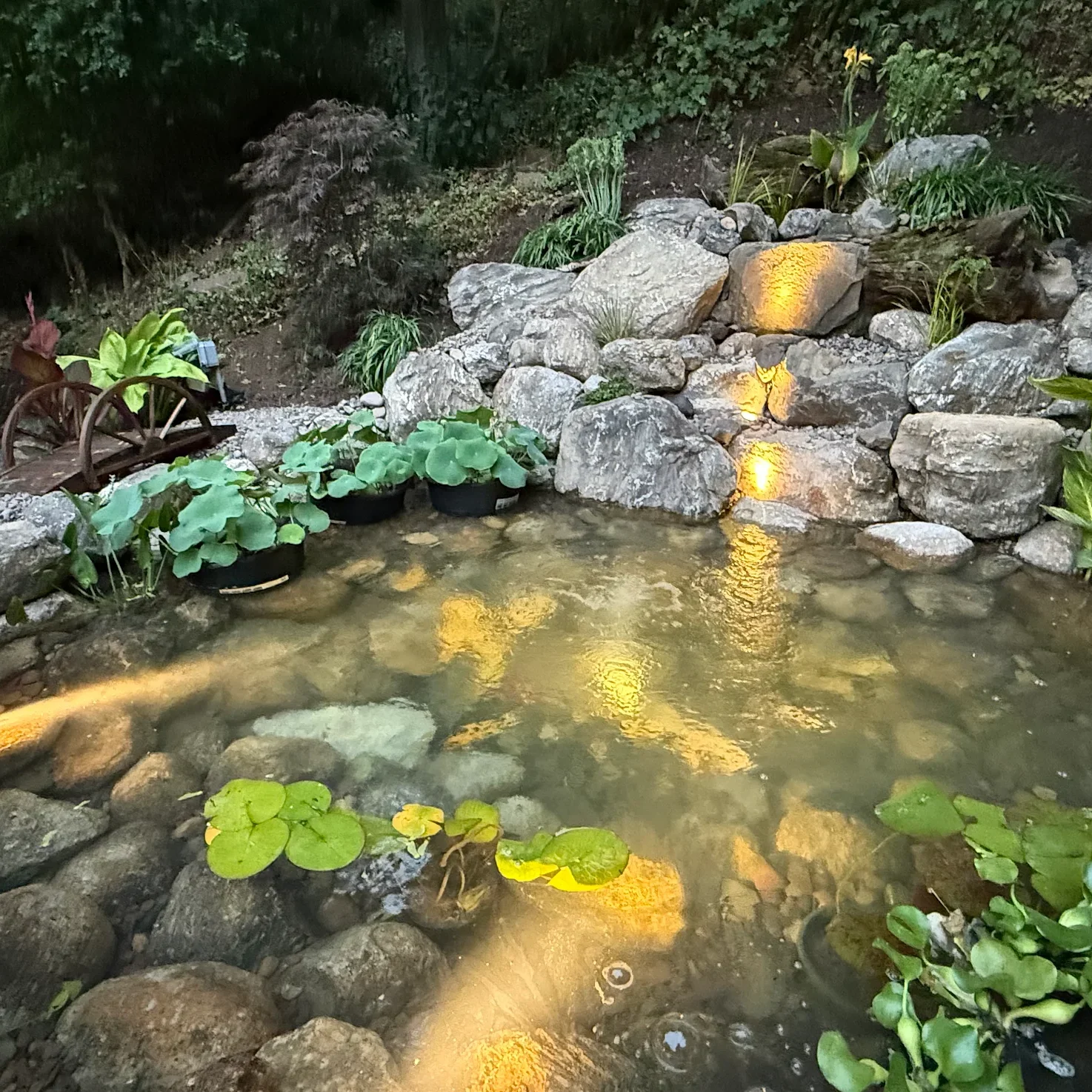 koi pond_white lighting