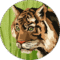 Nik Bats Avatar
